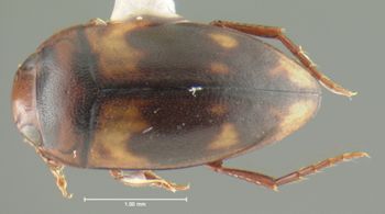 Media type: image;   Entomology 23919 Aspect: habitus dorsal view